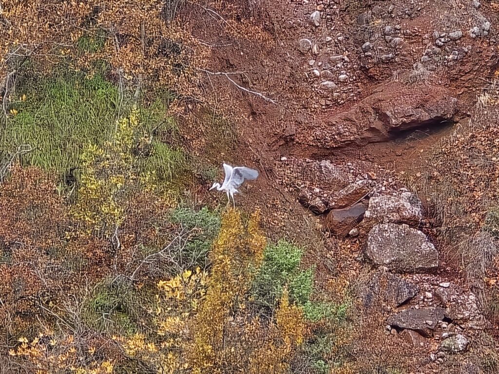 Shpendet ujore Shkumbin river