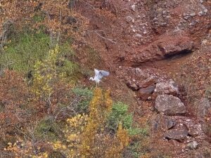 Shpendet ujore Shkumbin river